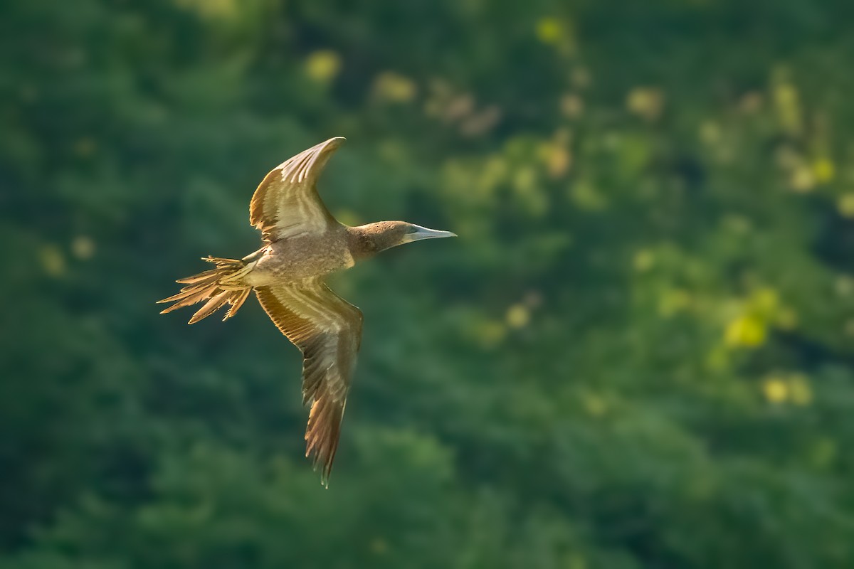 Brown Booby - ML620739483