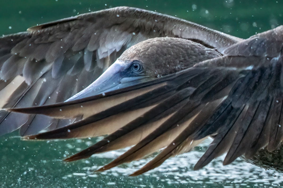 Brown Booby - ML620739487