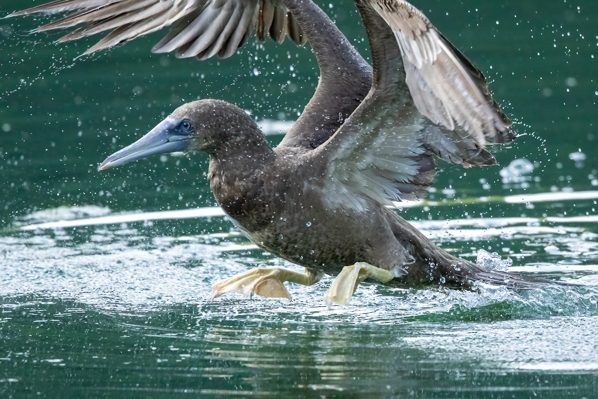 Brown Booby - ML620739488