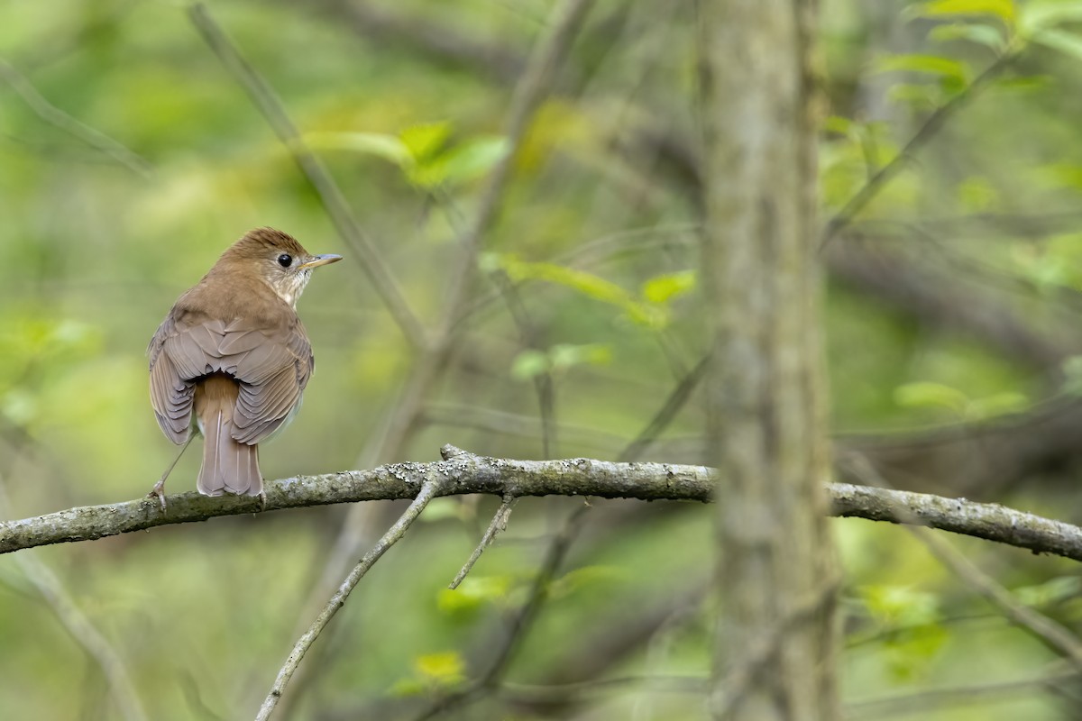 Veery - ML620739491