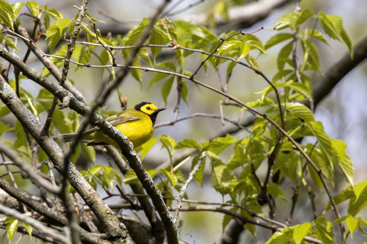 Hooded Warbler - ML620739497