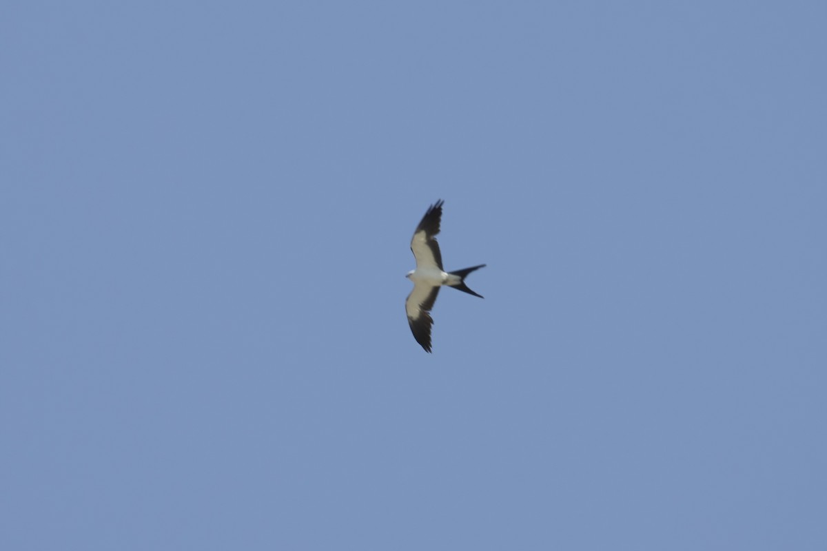 Swallow-tailed Kite - Cody Bassindale