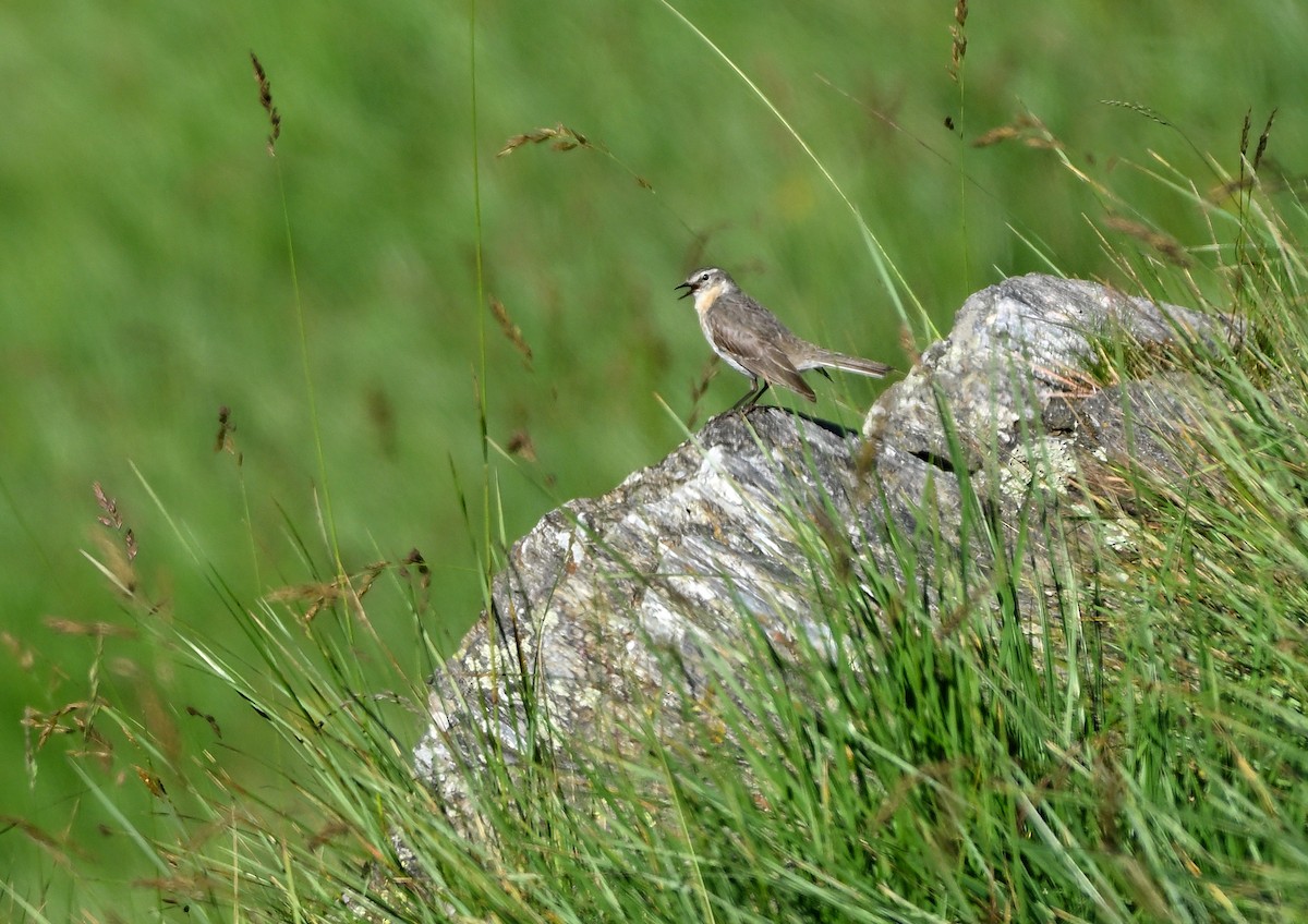 Water Pipit - ML620739502