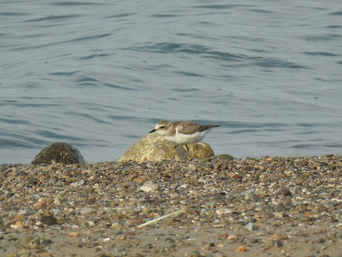 Kentish Plover - ML620739508