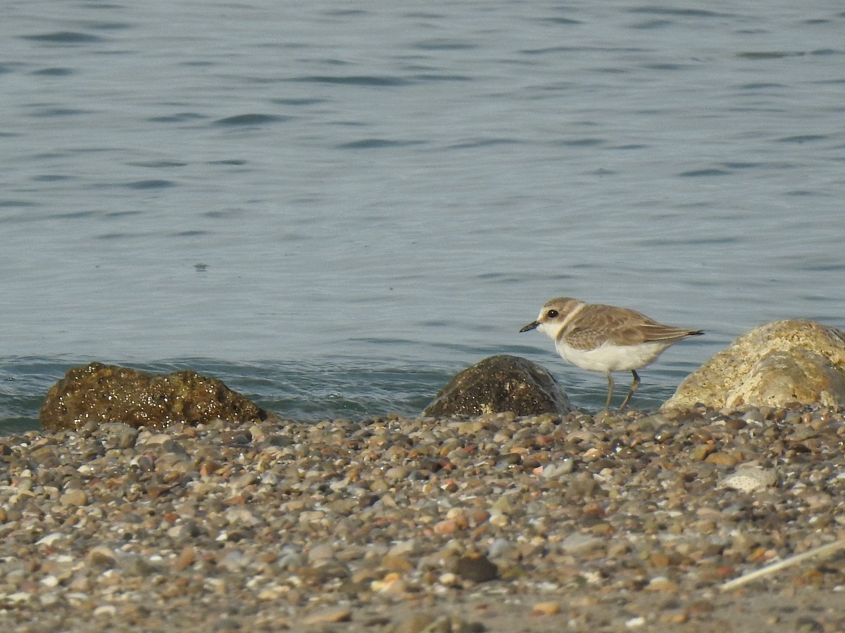 Kentish Plover - ML620739509