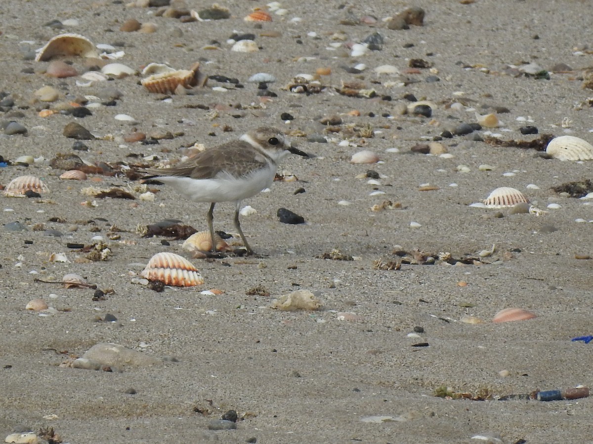 Kentish Plover - ML620739511