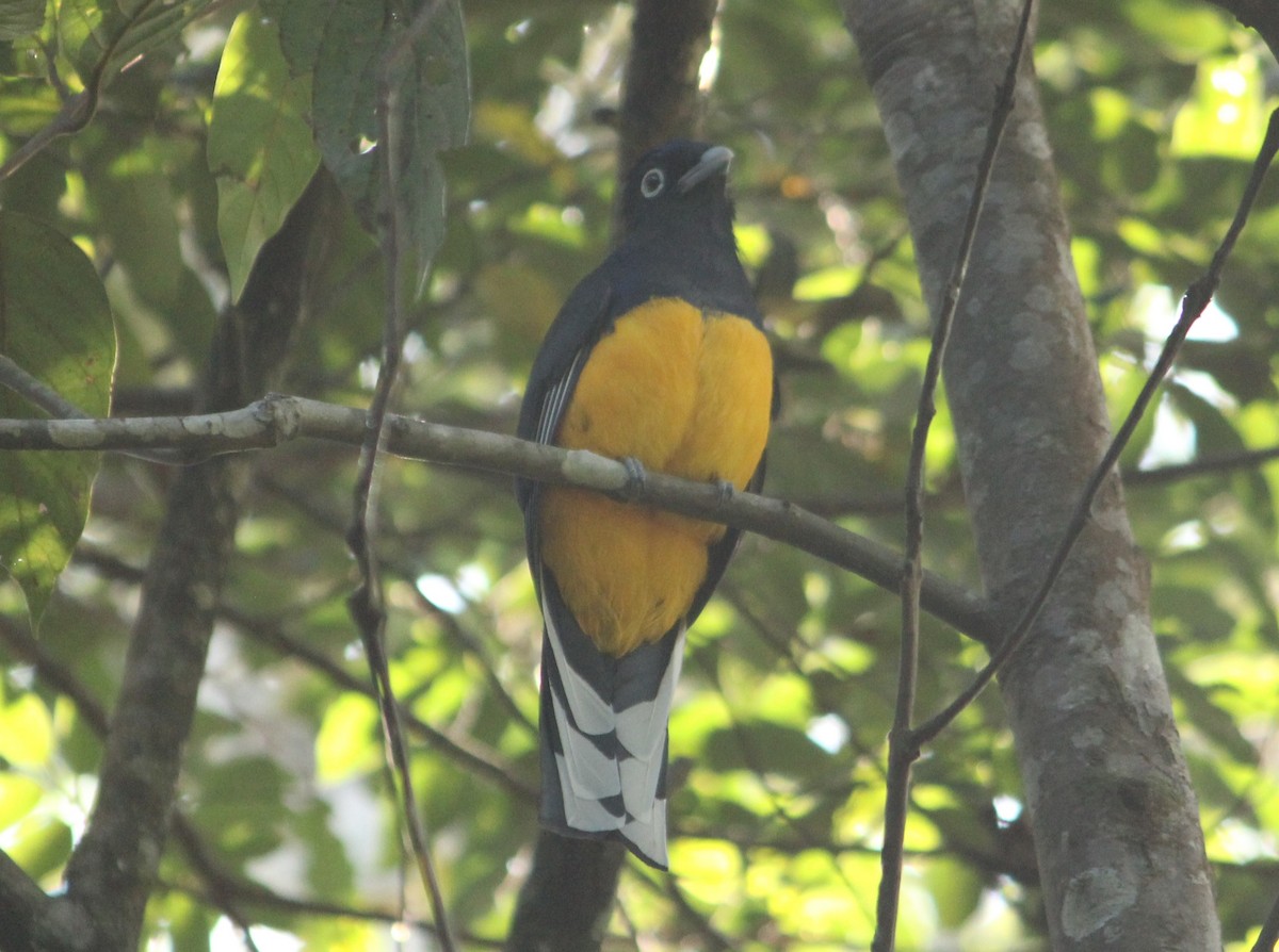 trogon zelenohřbetý - ML620739514