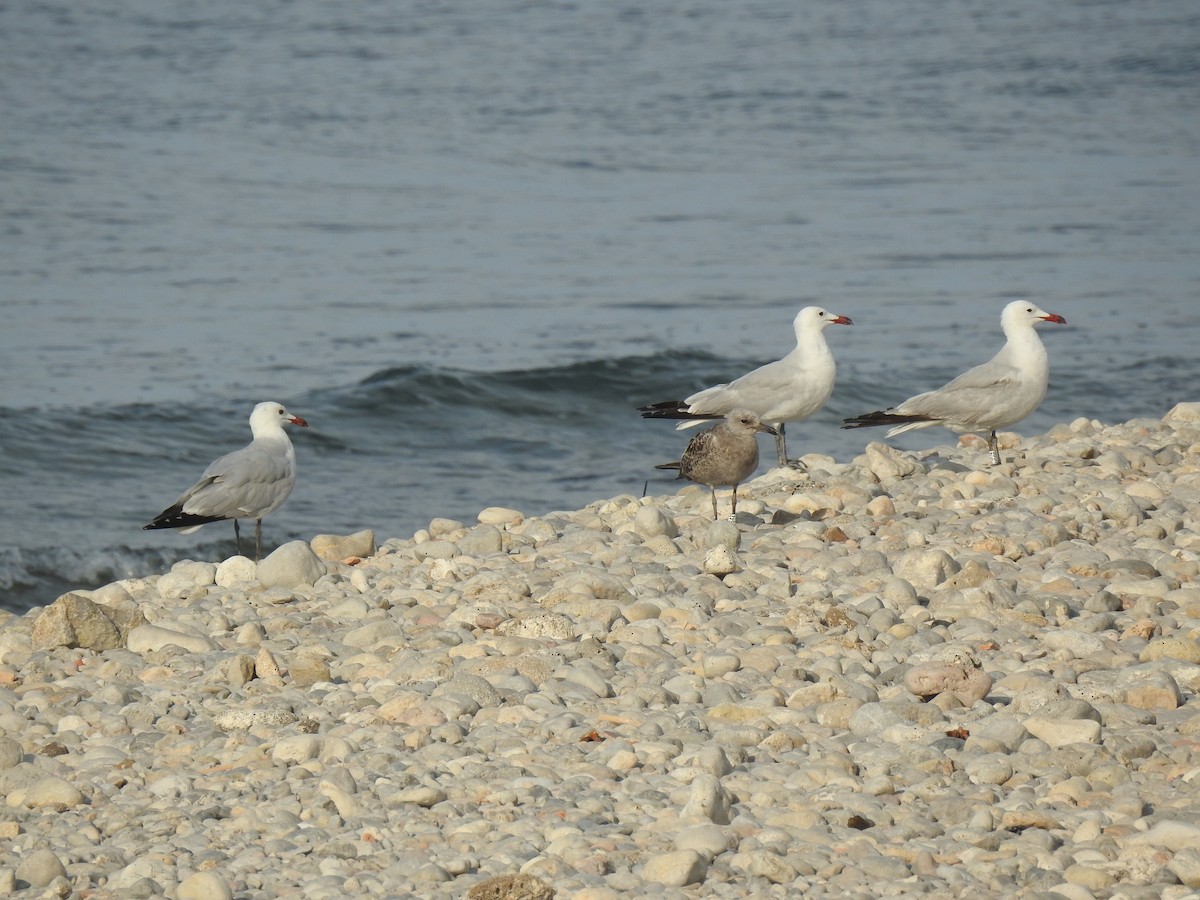 Audouin's Gull - Eric Mozas Casamayor