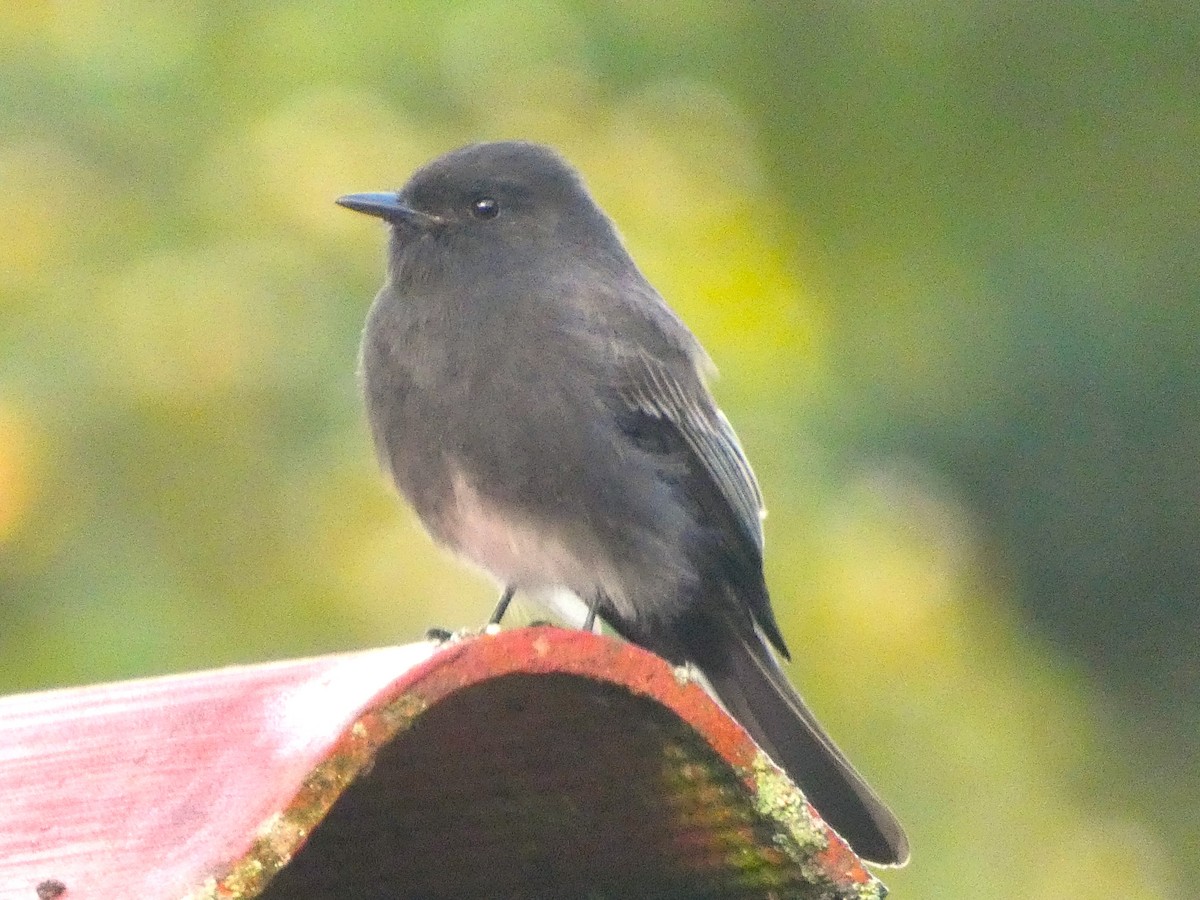 Black Phoebe - ML620739519