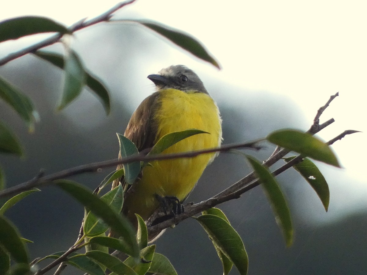 Gray-capped Flycatcher - ML620739520