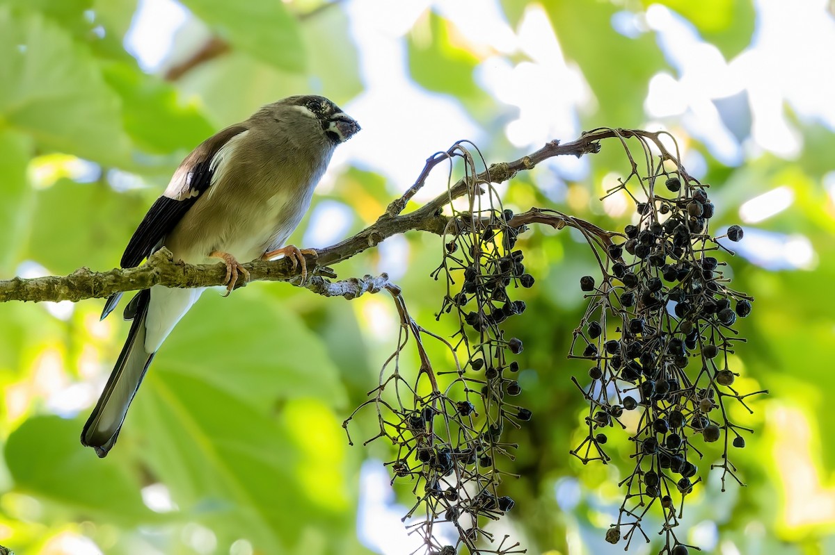 Brown Bullfinch - ML620739523