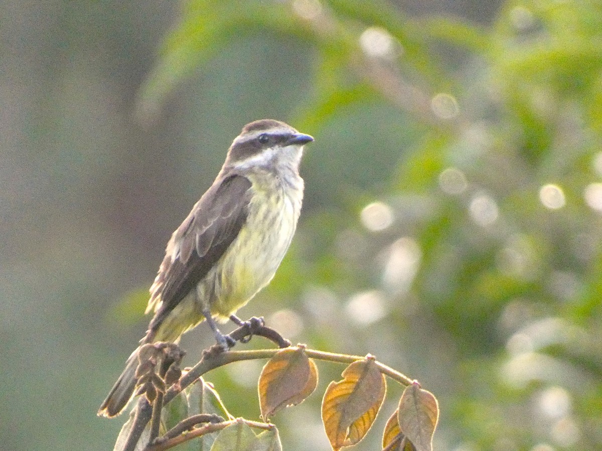 Piratic Flycatcher - Larissa  Barrios