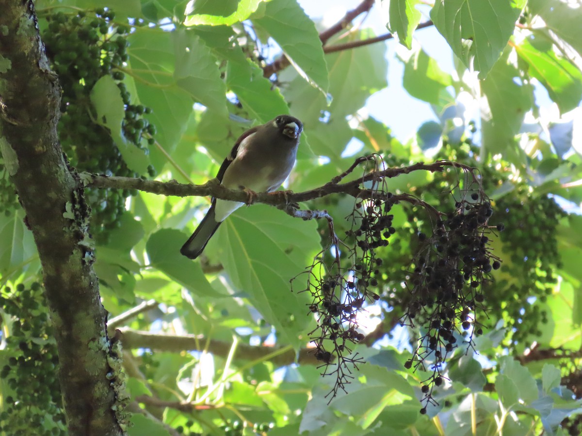 Brown Bullfinch - ML620739529