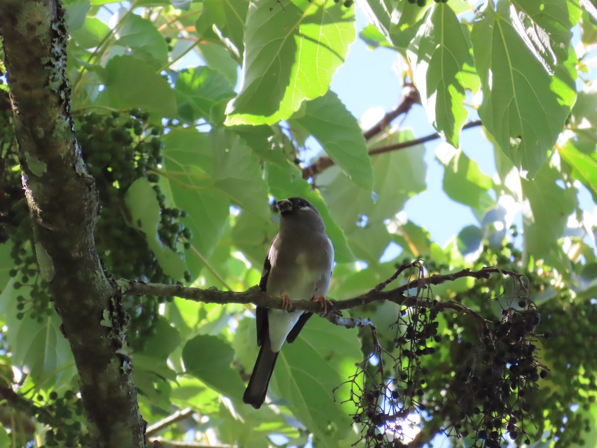 Brown Bullfinch - ML620739530