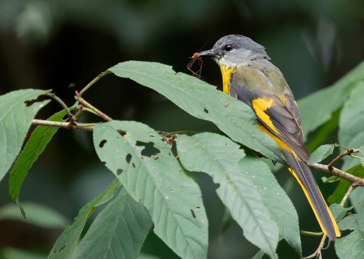 Gray-chinned Minivet (Gray-chinned) - ML620739533