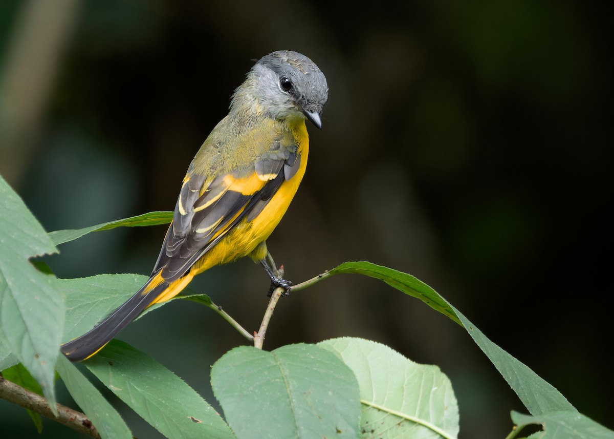 Gray-chinned Minivet (Gray-chinned) - ML620739535