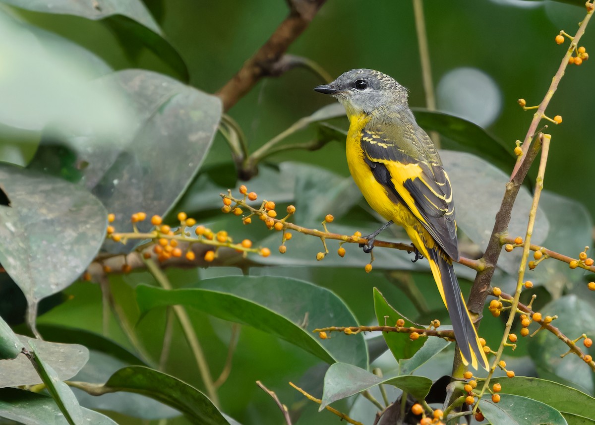 Gray-chinned Minivet (Gray-chinned) - ML620739537