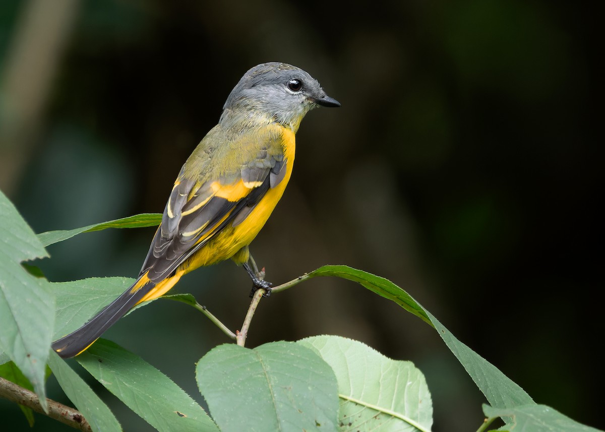 Gray-chinned Minivet (Gray-chinned) - ML620739538