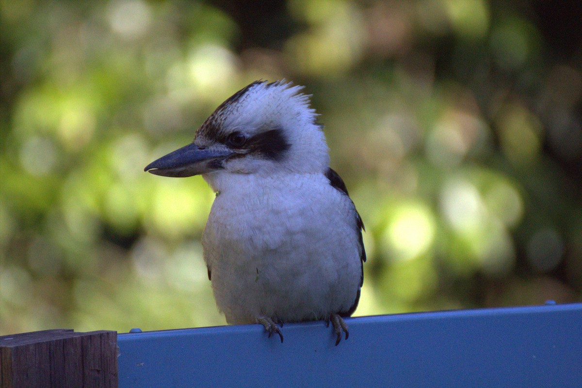 Laughing Kookaburra - ML620739541