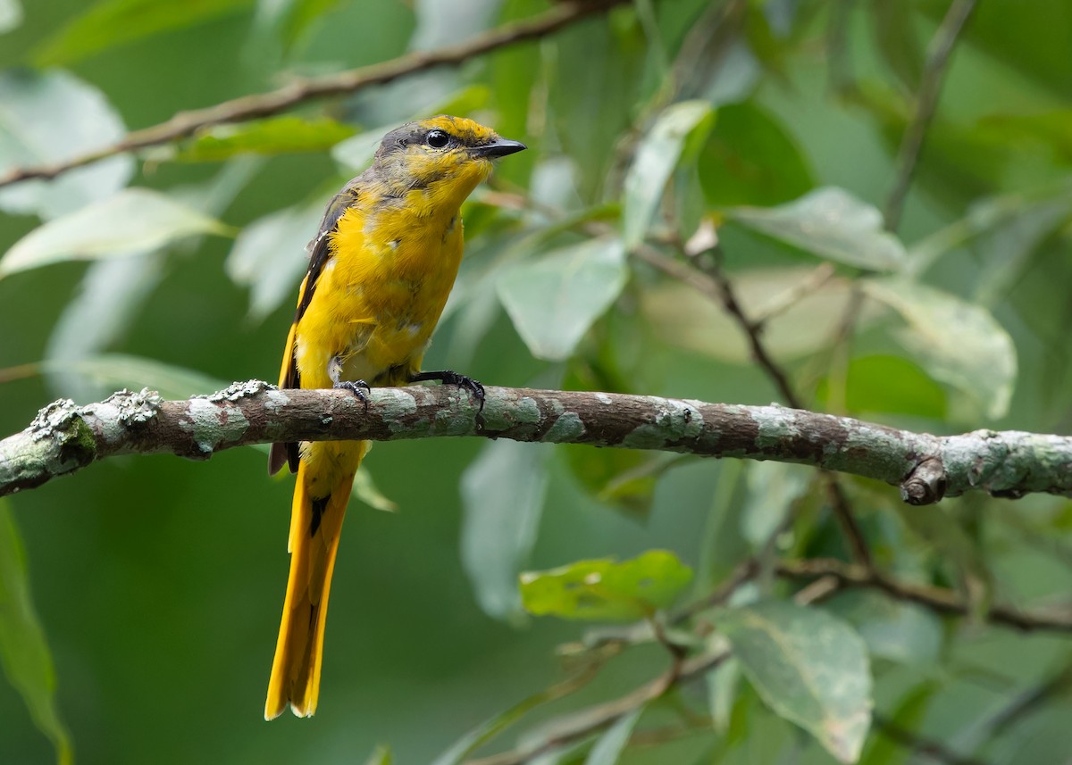 Short-billed Minivet - ML620739547