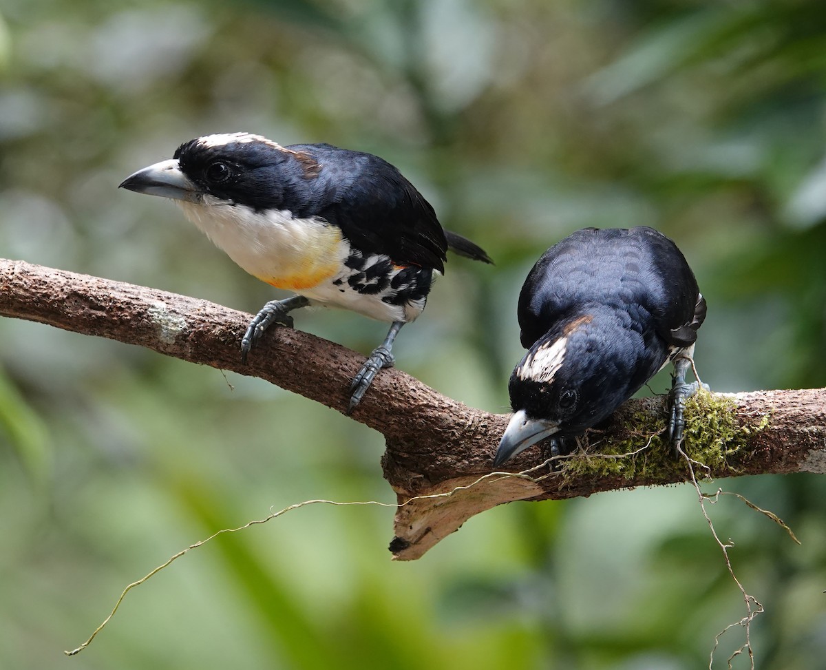 Ak Tepeli Kara Barbet - ML620739550