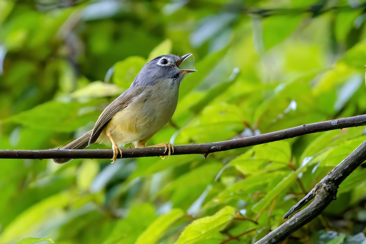 Morrison's Fulvetta - ML620739552