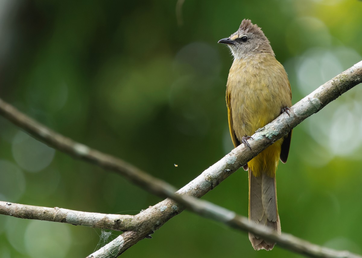 Flavescent Bulbul - ML620739555