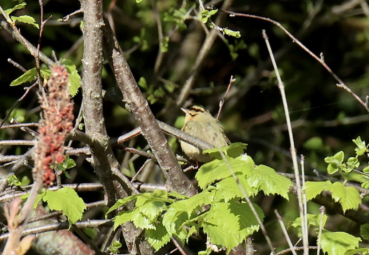 Worm-eating Warbler - ML620739557