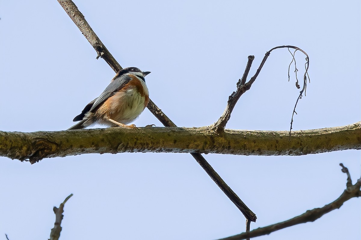 Black-throated Tit - ML620739561