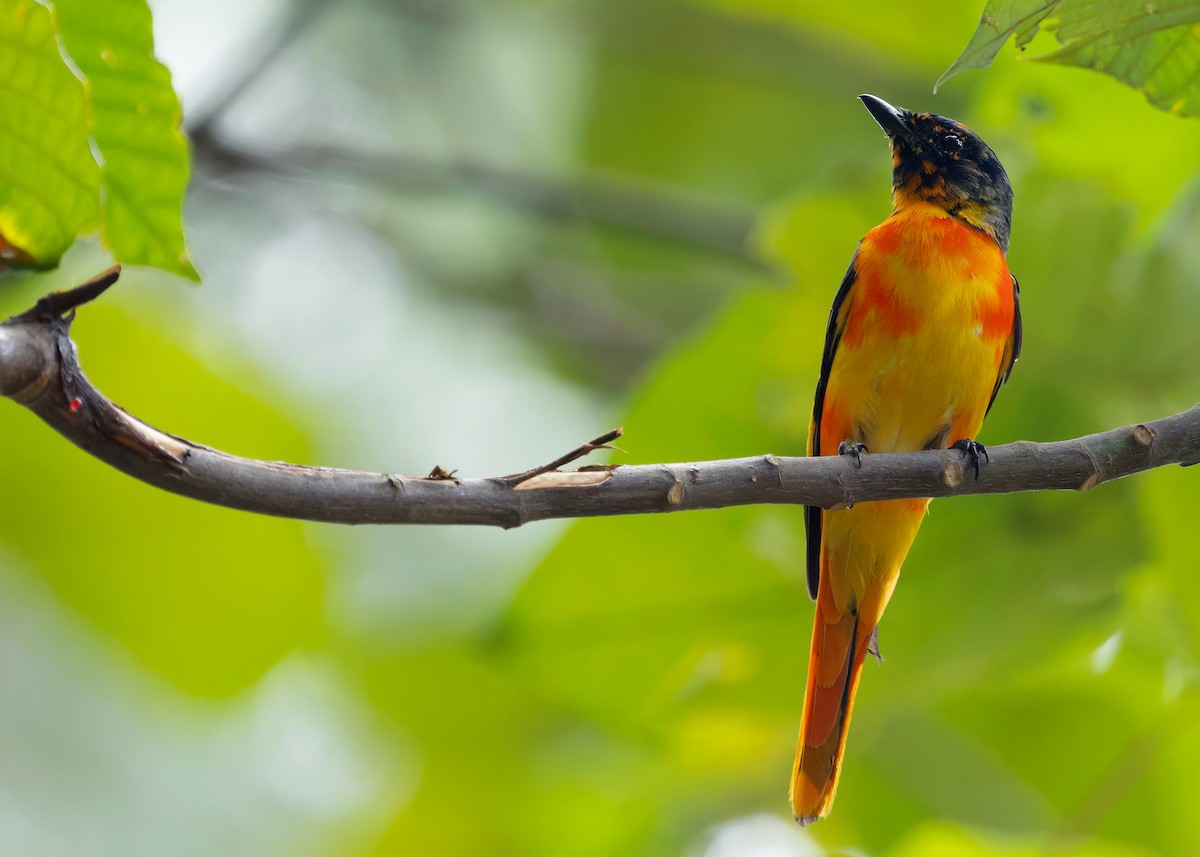 Scarlet Minivet (Scarlet) - ML620739562