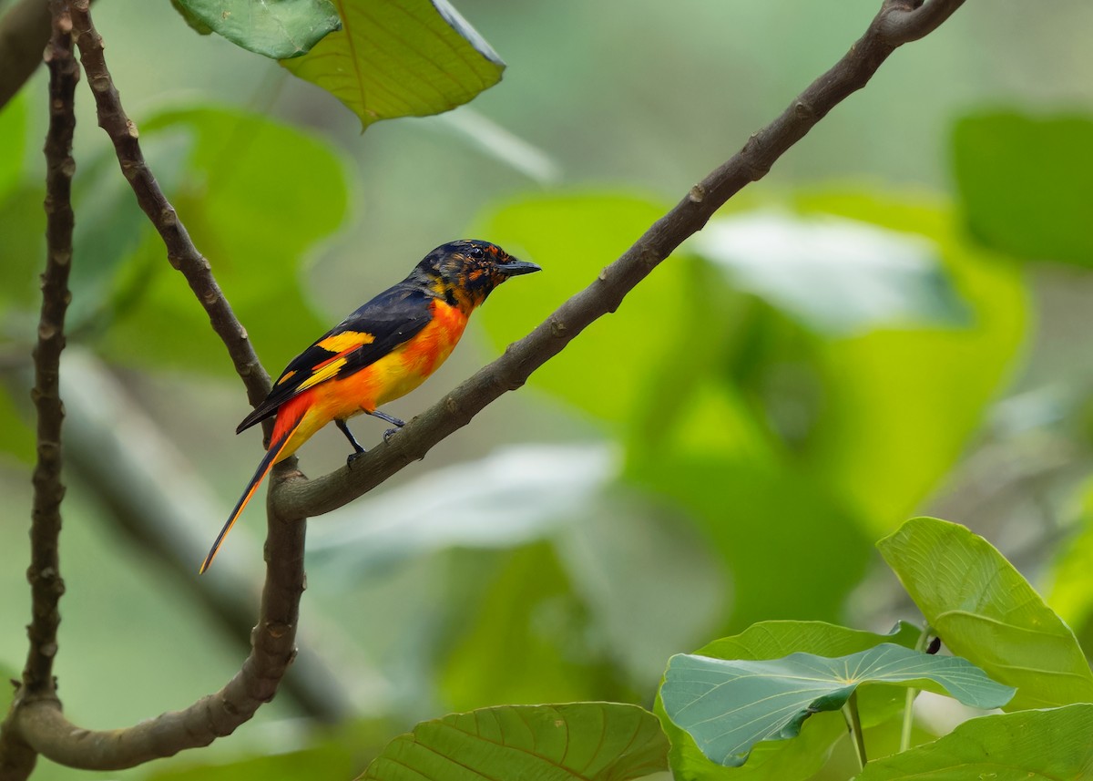 Scarlet Minivet (Scarlet) - ML620739563