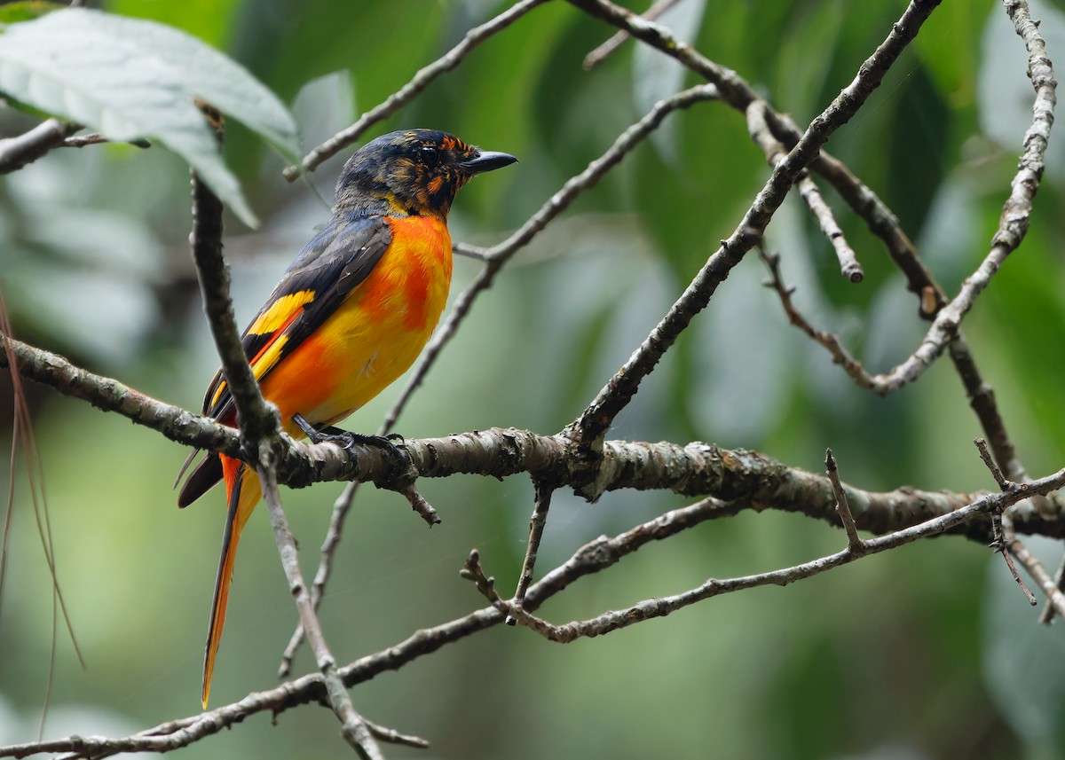 Scarlet Minivet (Scarlet) - ML620739564