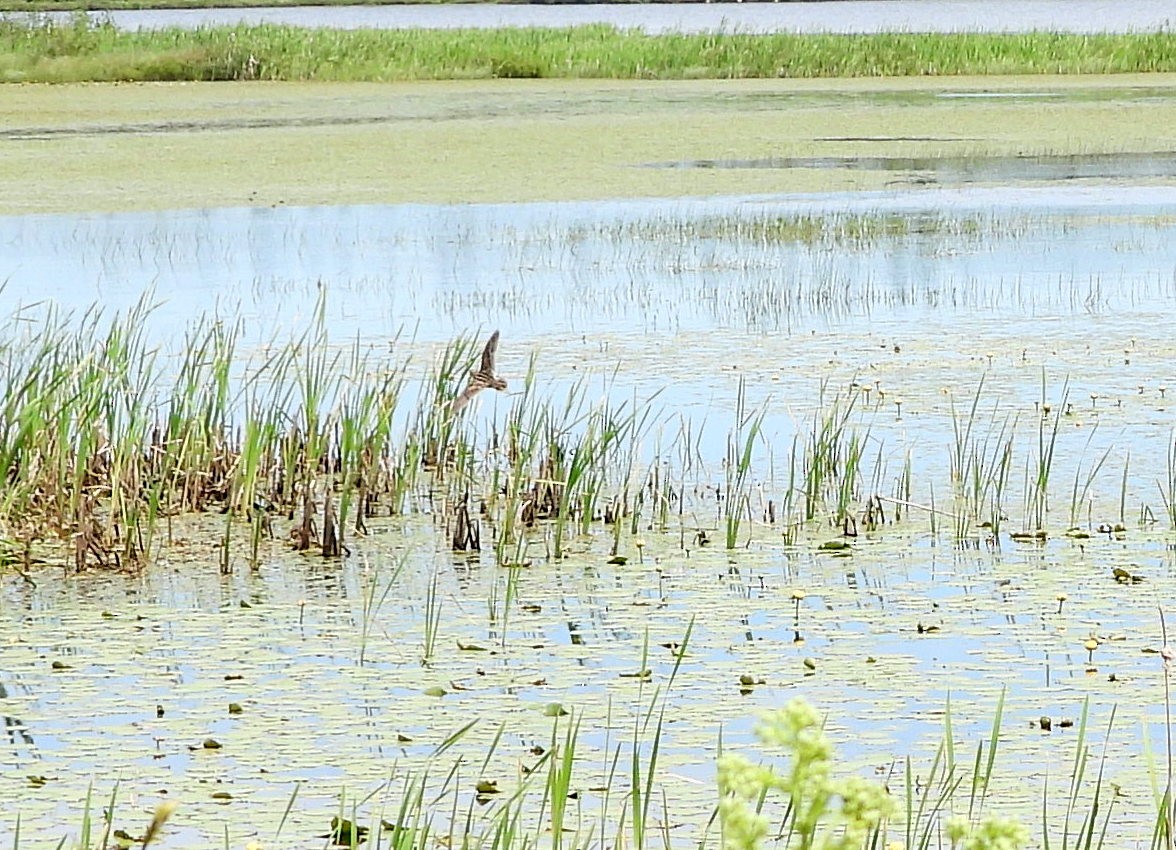 Wilson's Snipe - ML620739565