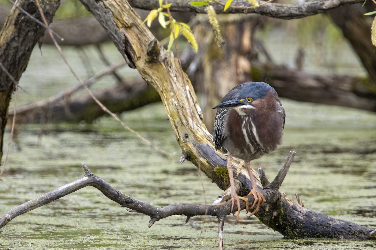 Green Heron - ML620739569