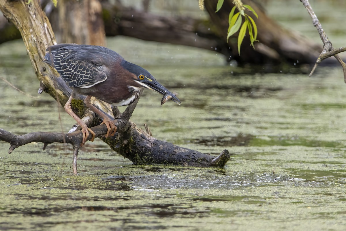 Green Heron - ML620739570