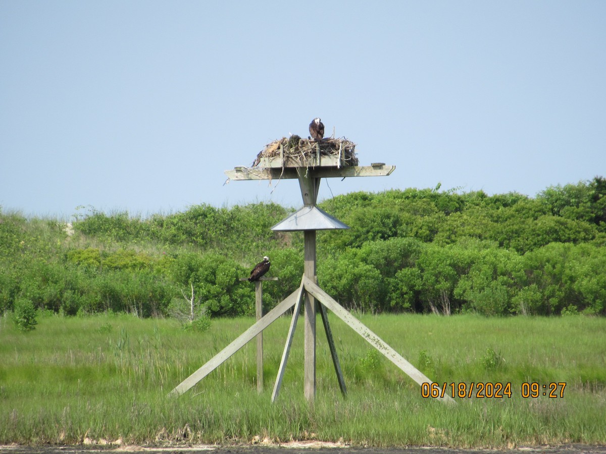 Águila Pescadora - ML620739573