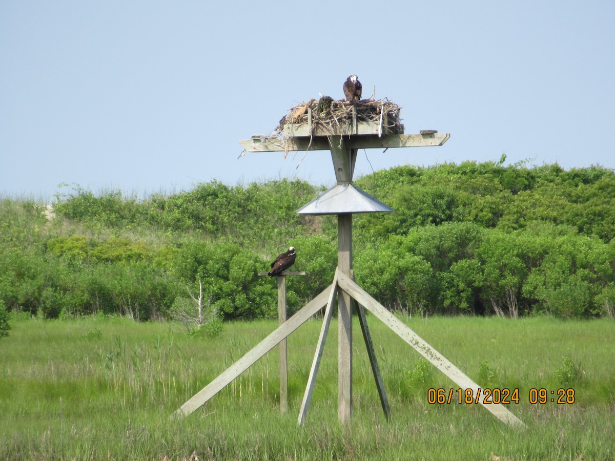 Águila Pescadora - ML620739576