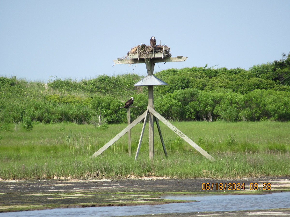 Águila Pescadora - ML620739577