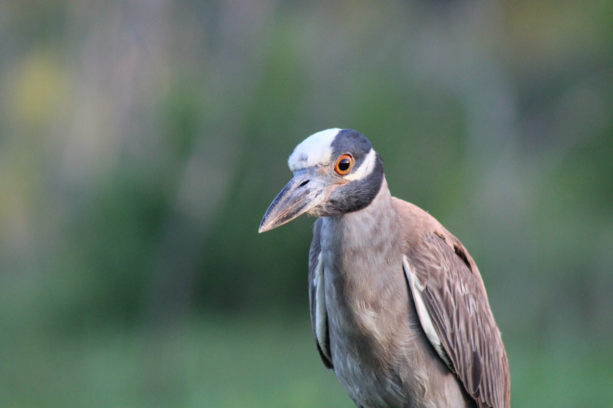 Yellow-crowned Night Heron - ML620739578