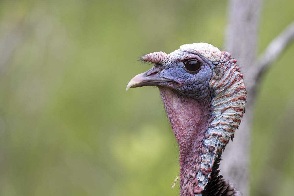 Wild Turkey - ML620739579