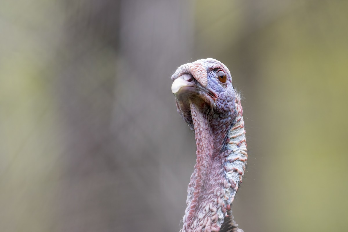 Wild Turkey - ML620739580