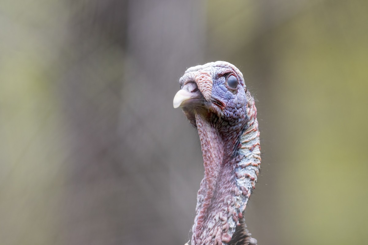 Wild Turkey - ML620739581