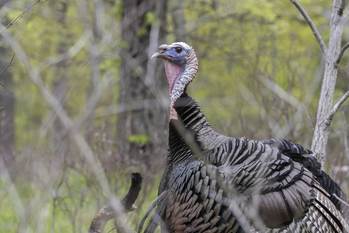 Wild Turkey - ML620739583