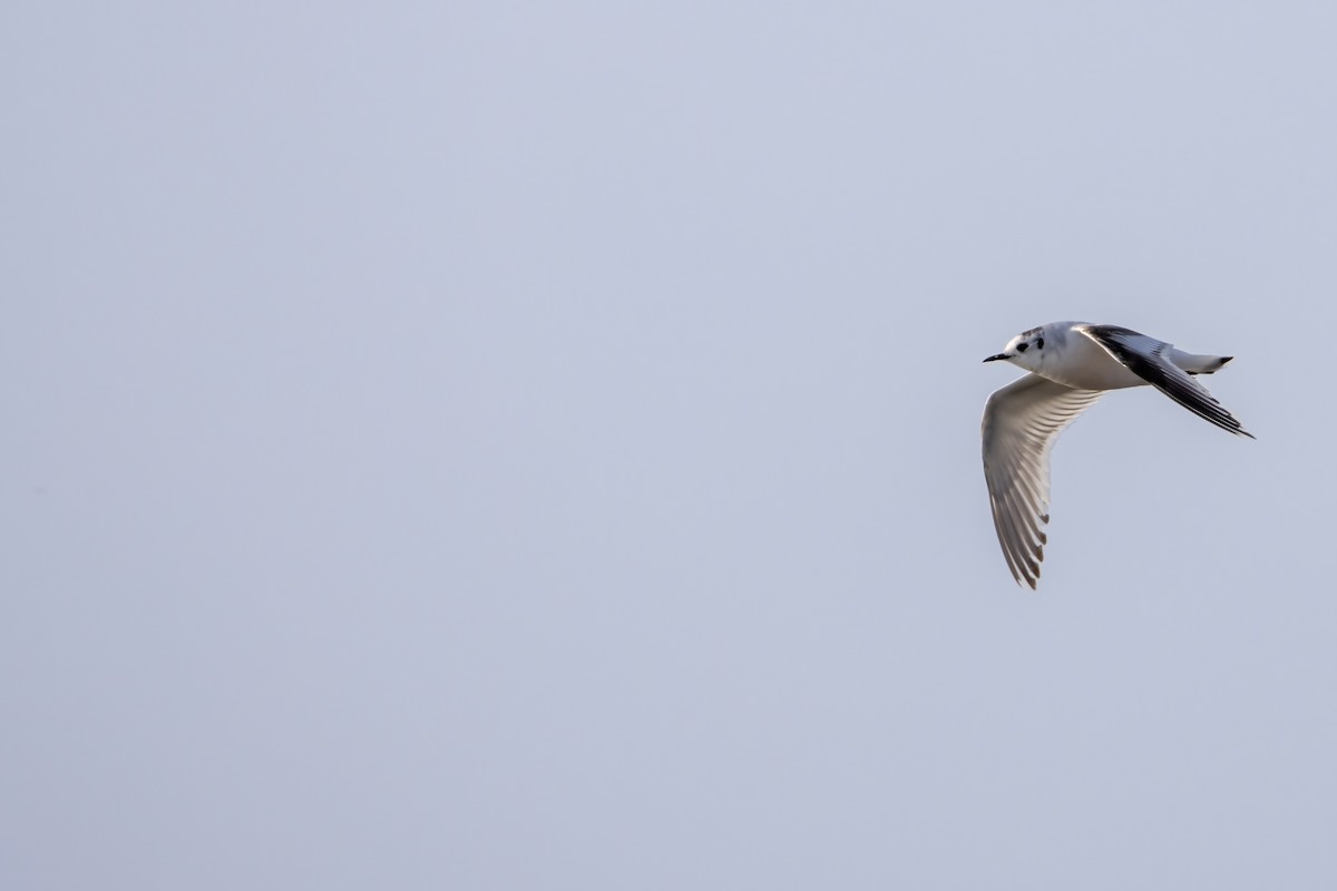 Mouette pygmée - ML620739598