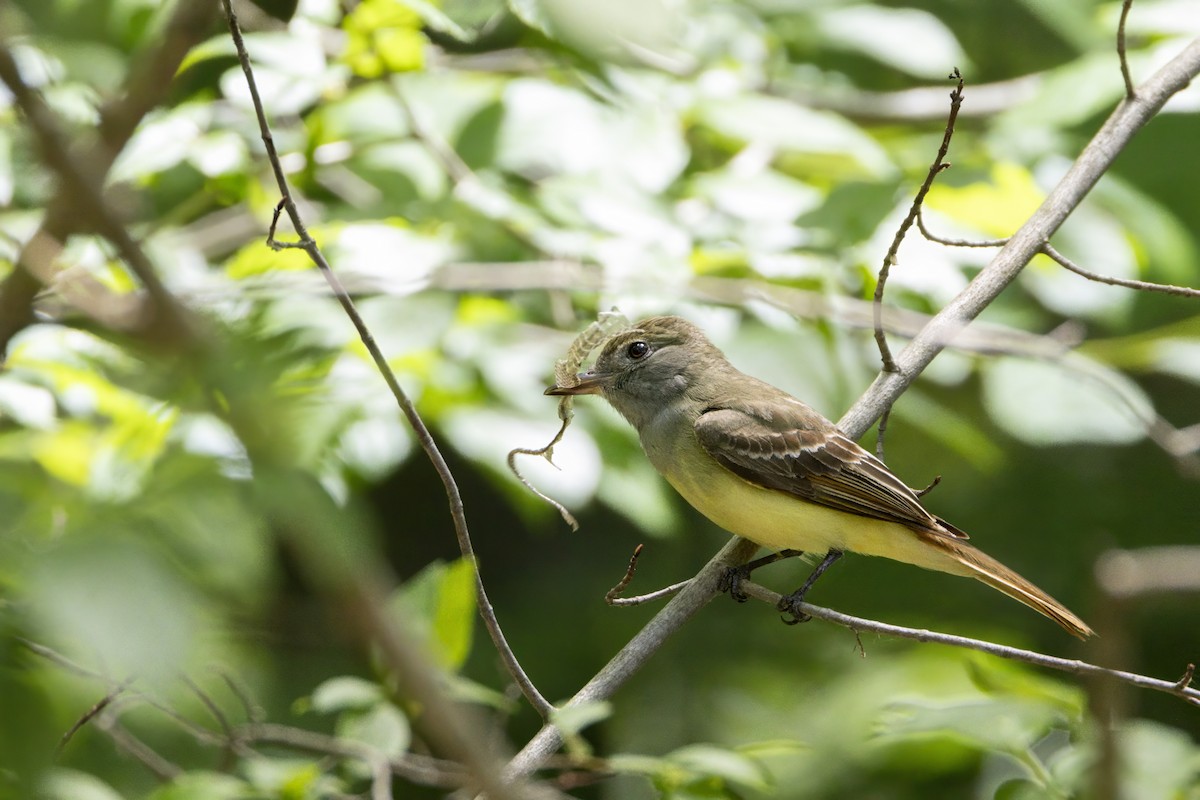 Great Crested Flycatcher - ML620739607