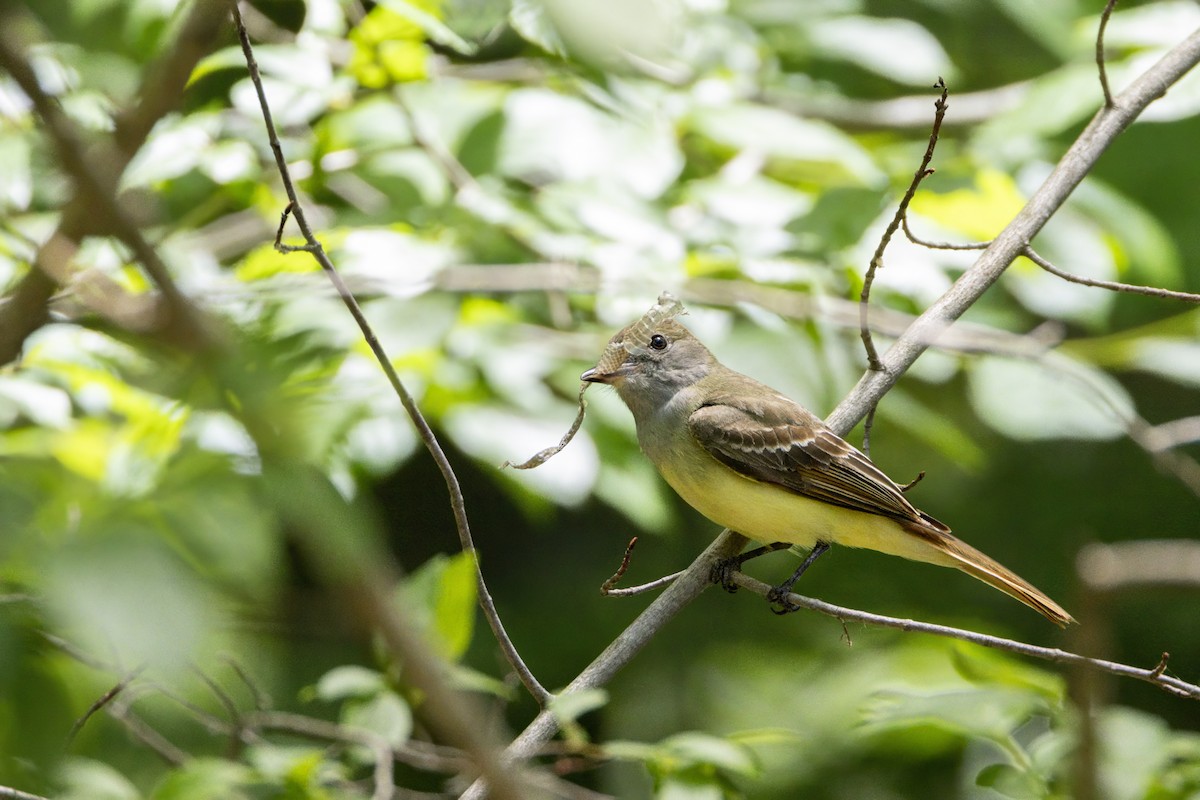 Great Crested Flycatcher - ML620739608