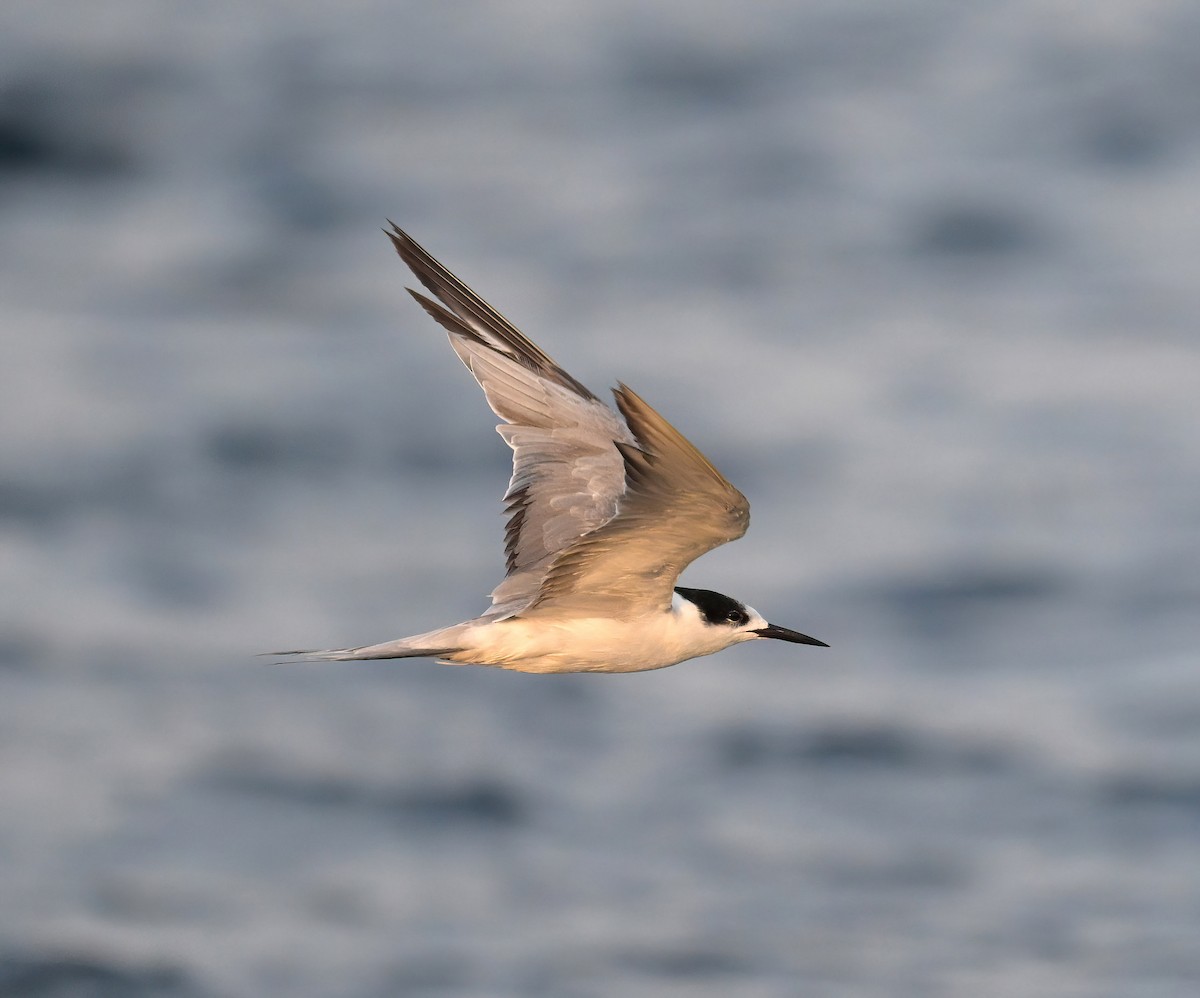 Common Tern - ML620739609