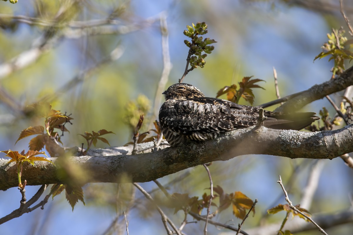 Common Nighthawk - ML620739613