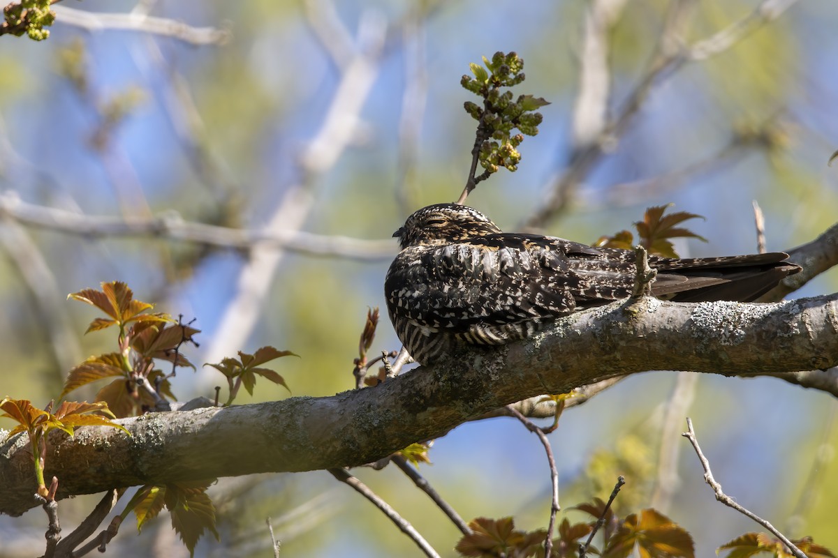 Common Nighthawk - ML620739614