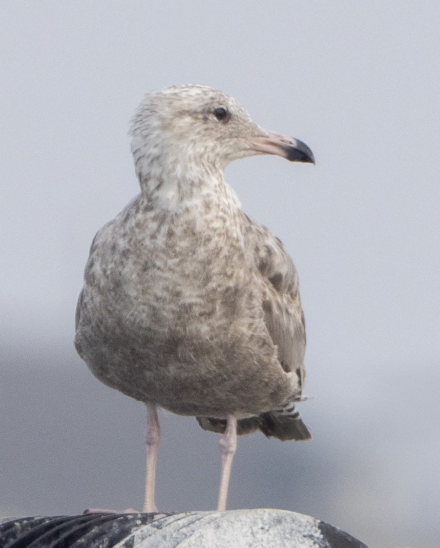 Herring Gull - ML620739620